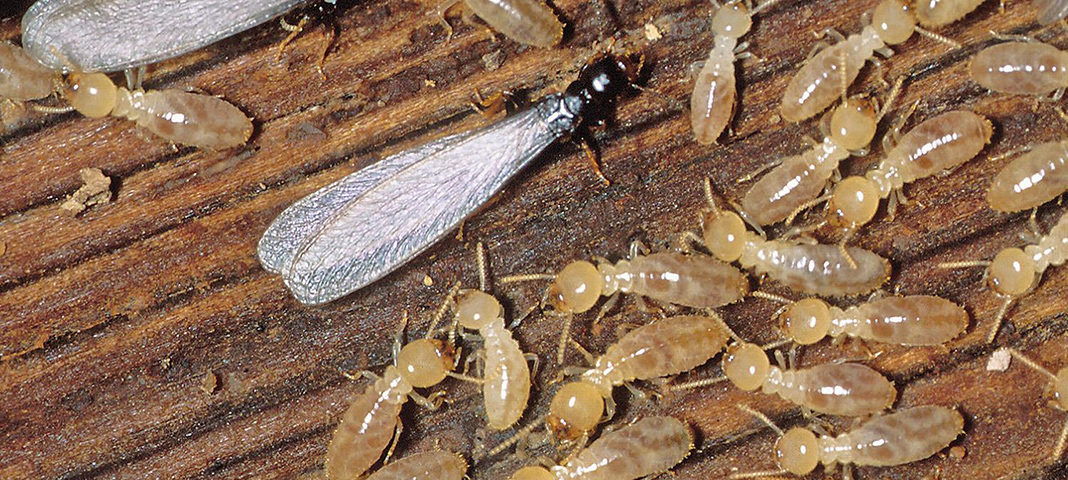 control de plagas de termitas en Valladolid