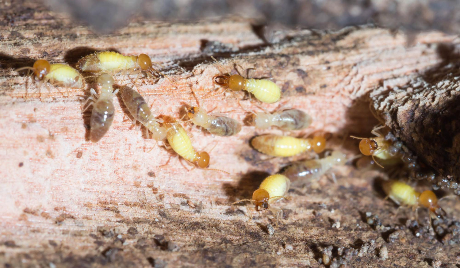 plagas xilófagos madera Valladolid